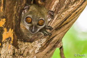 lepilemur en Madagascar