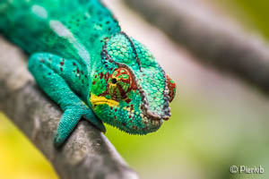 cameleone de Madagascar