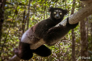 Lemur Indri (babakoto) de Madagascar