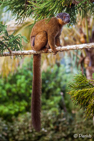 lemur fulvus en Madagascar