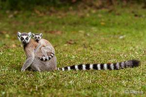 lemur catta (Maki) en Madagascar