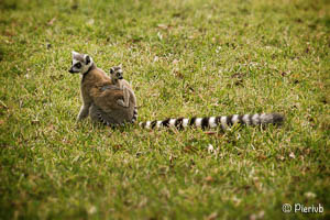 Lemur catta (maki) de Madagascar