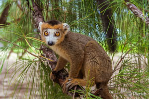lemur coronatus en Madagascar