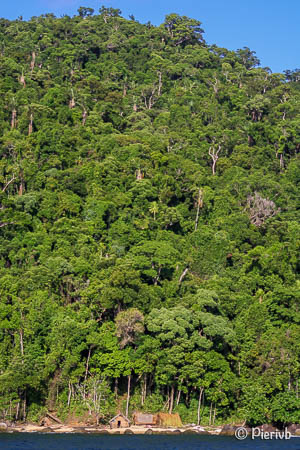 bosque de Masoala en Madagascar