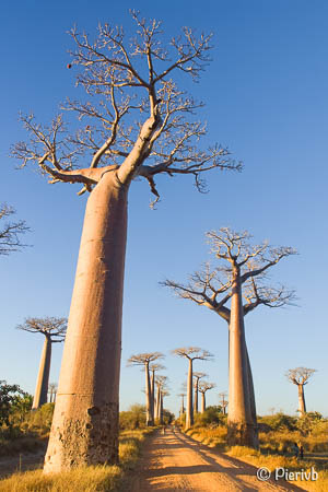 Los baobabs de Morondava en Madagascar
