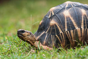 tortuga de Madagascar