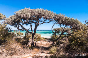 Ankasy en Madagascar