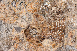 Fosil en Madagascar