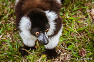 lemur vari en Madagascar