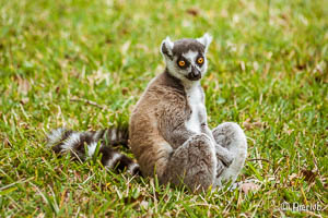 lemur catta (Maki) en Madagascar