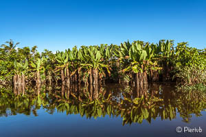 orejas grandes en Madagascar