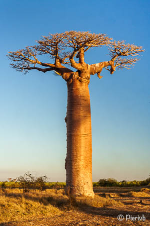 baobab arbol en madagascar