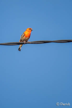 pajaro en Madagascar