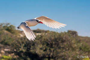 Phaethon en Madagascar