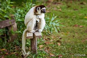 Sifaka (propithecus) en Madagascar