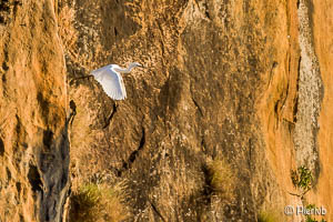 garza en Madagascar